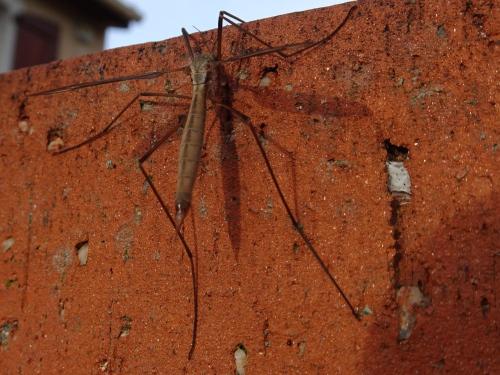 Tipula paludosa